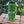 Derek's Witch Doctor - Jungle Green